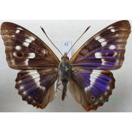 Apatura ilia f. ilia Mieniak strużnik Czech4f